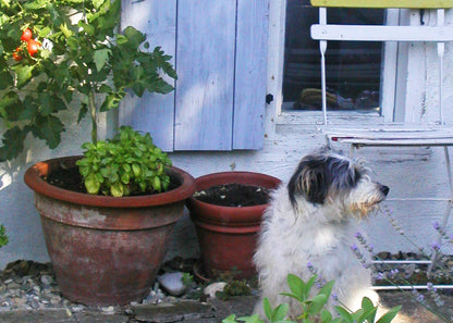 SabineSchmidtPottery Medium-Sized Ceramic Dog Bowl in White/Blue, Rustic Dog Bowl Devon Ceramics