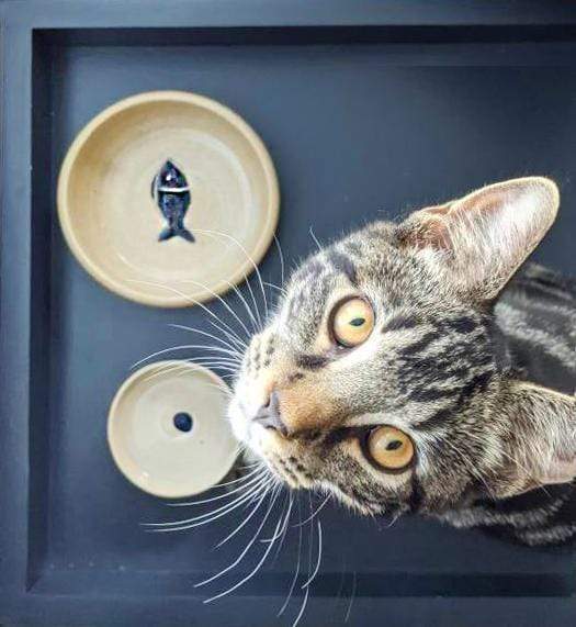Ceramic Cat Food and Water Bowls